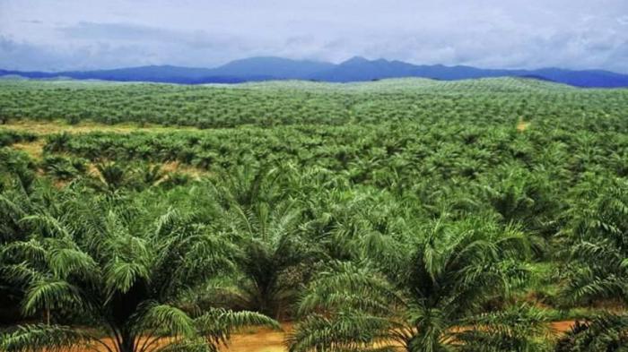 Keanehan LSM Indonesia Justru Menghanscurkan Persawitan Bangsanya